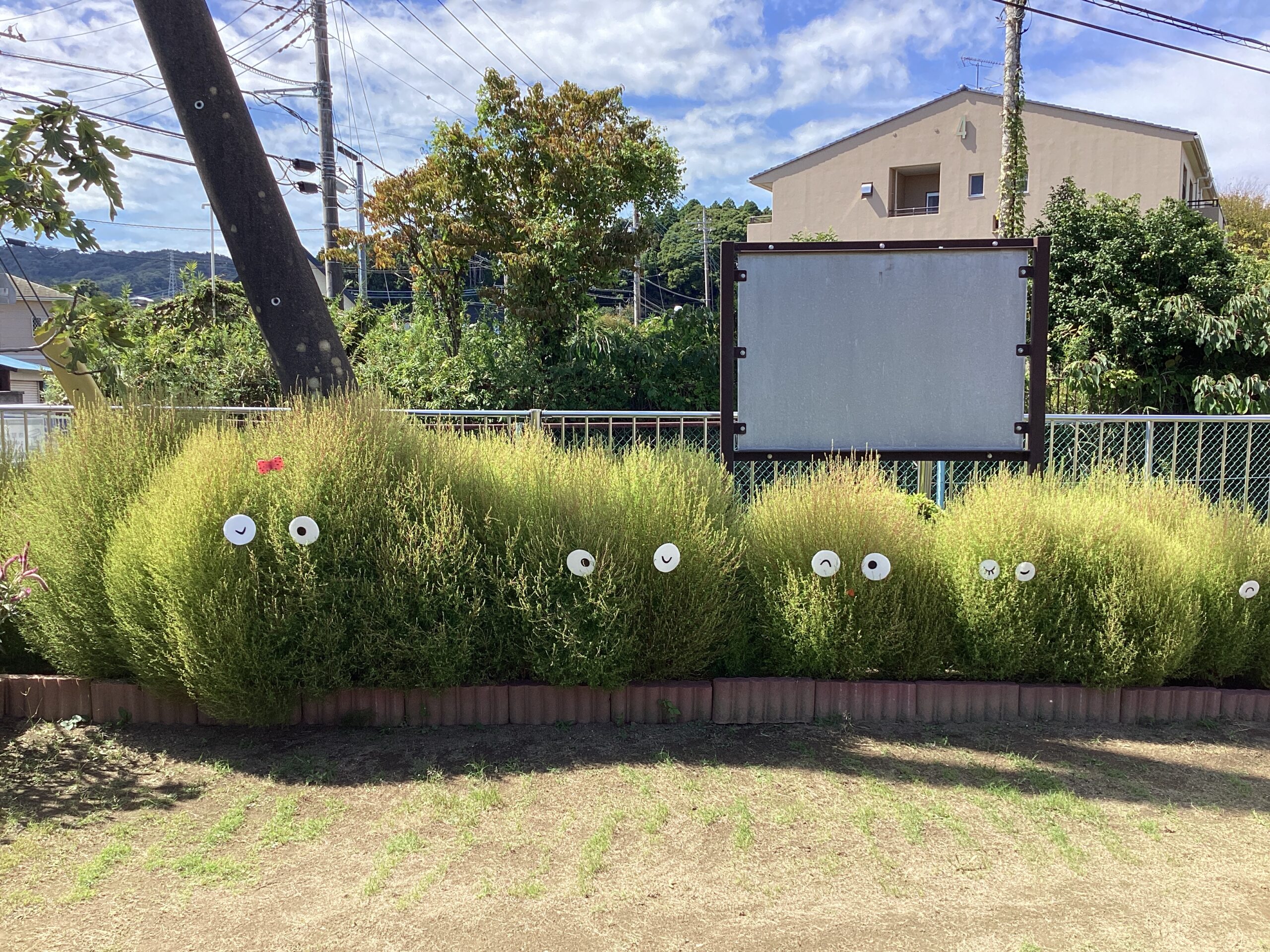 コキア