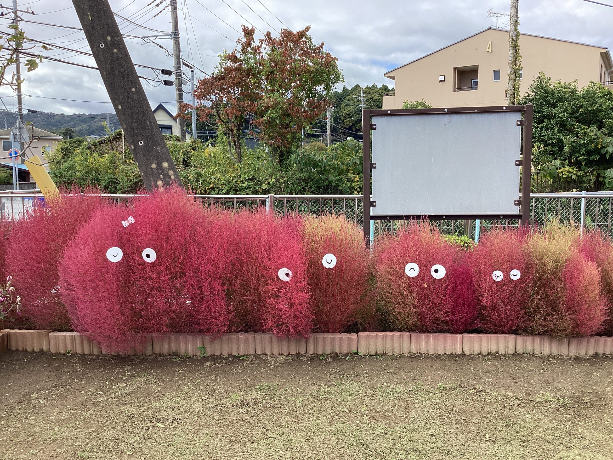 コキアの紅葉①