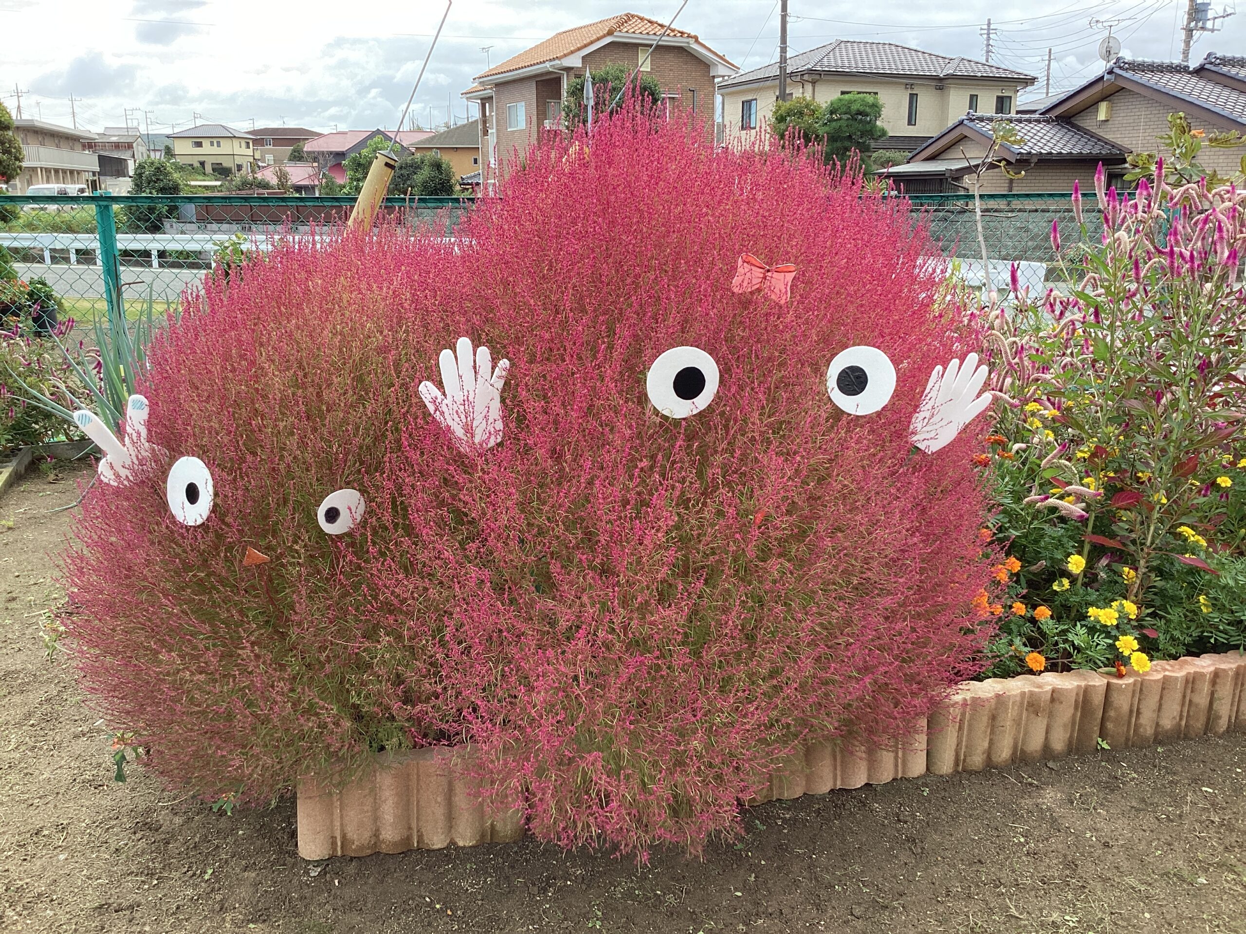 コキアの紅葉②