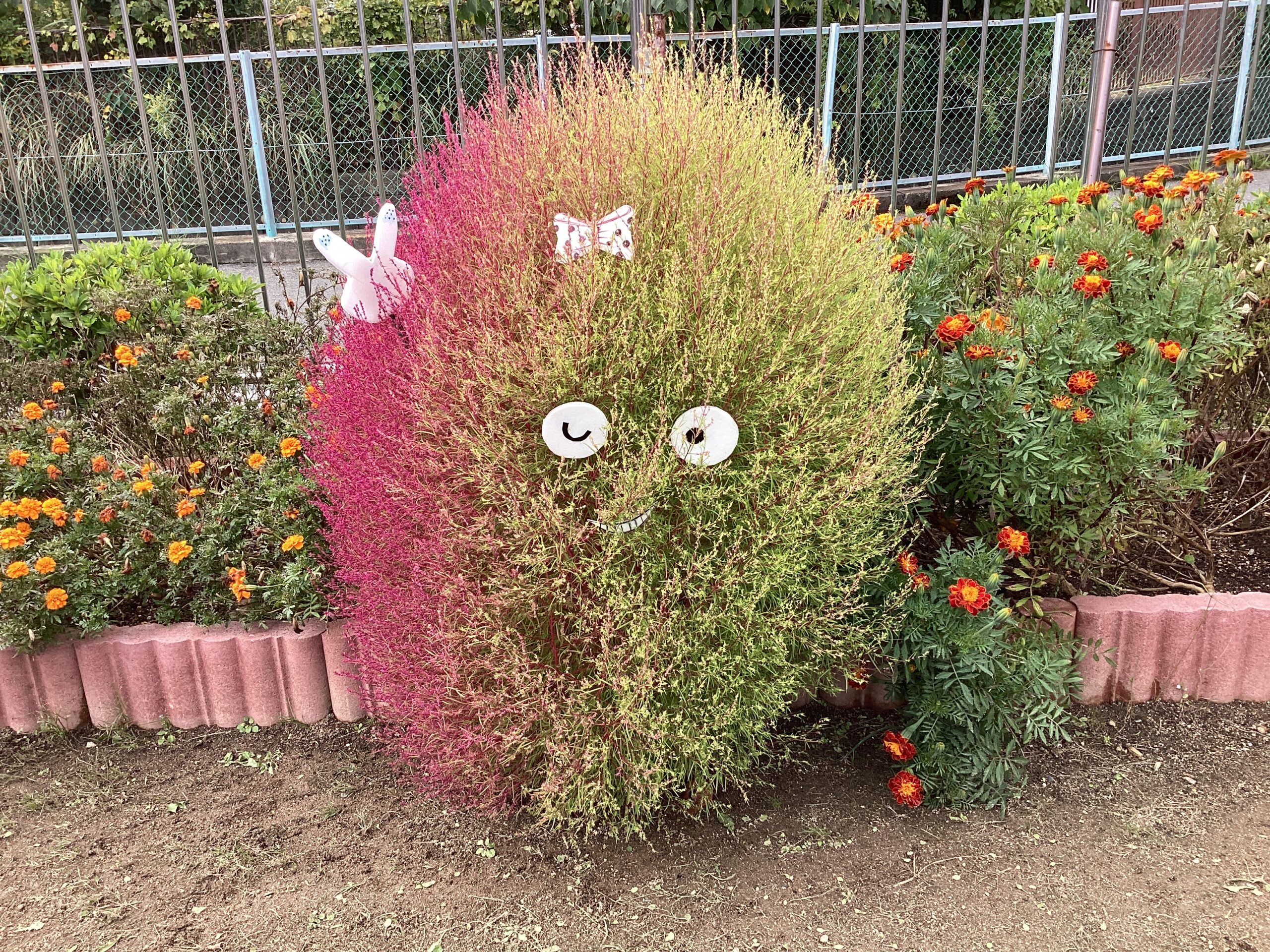 コキアの紅葉③